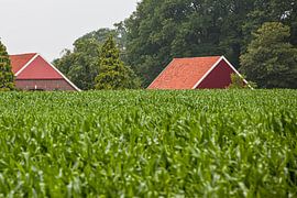 Versteckte Bauernhöfe in der Umgebung von Winterswijk (3)