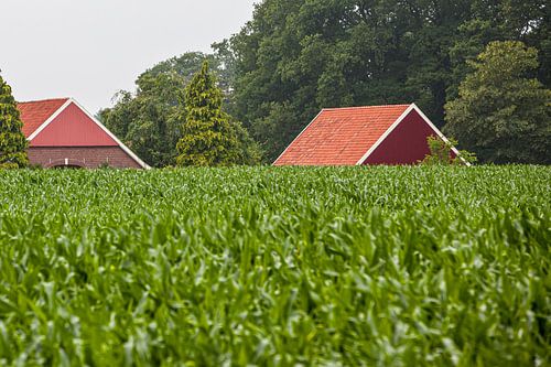 Des fermes cachées dans les environs de Winterswijk (3)