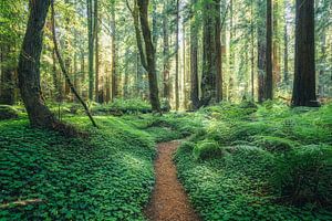 Der Grieg-Französisch-Glockenweg von Loris Photography