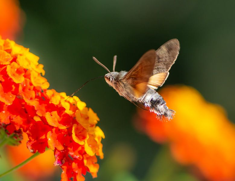 Flying hummingbird hawk-moth by ManfredFotos