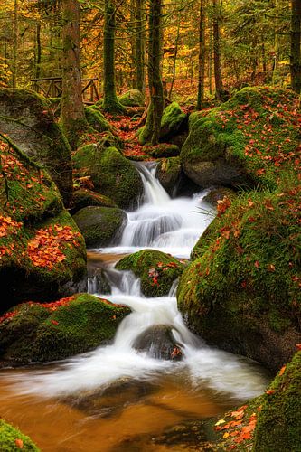 Herfststroming in het bos