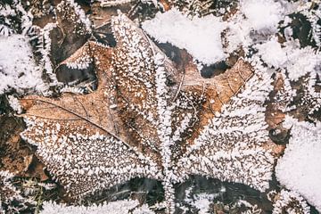 Maple leaf with hoarfrost by BlattArt - Christine Horn