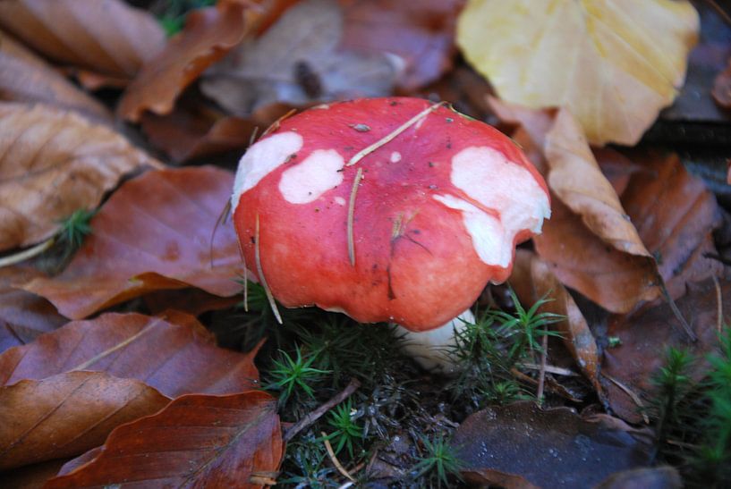 paddestoel par John Schouwink