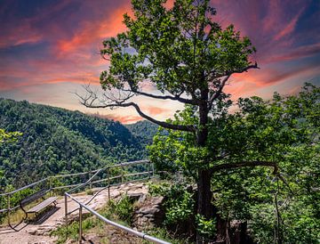 Hiking trail in the Harz National Park in Germany by Animaflora PicsStock