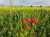 Klaprozen en gerst / Poppies and barley van Henk de Boer thumbnail