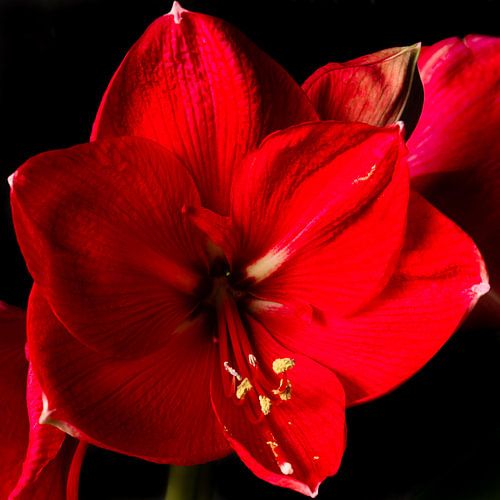 Amaryllis in bloei