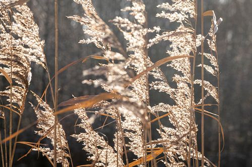 Wuivende rietpluimen