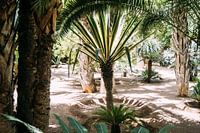 Palmbomen