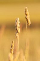 grasspriet