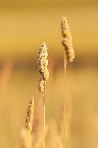 blade of grass