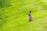 Hare