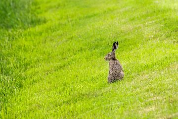 Hare by Foto Pia