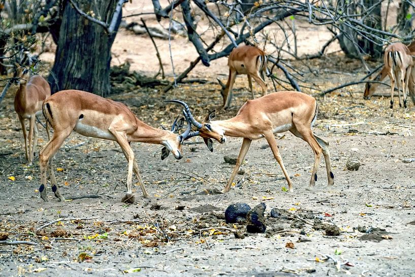 Combattre le parc national d'Impala Chobe par Merijn Loch
