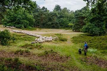 Des moutons sur le Willem Arntzhoeve Den Dolder