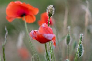 Un champ de coquelicots au mois de mai