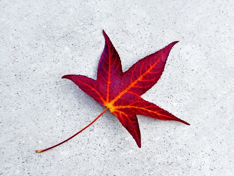 L'ambre dans la fée d'automne (feuille d'automne rouge) par Caroline Lichthart