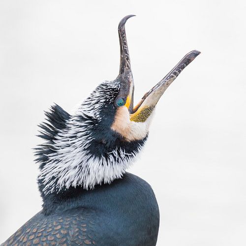 Birds - Cormorant in breeding plumage - cover on the magazine Birds winter 2022 by Servan Ott