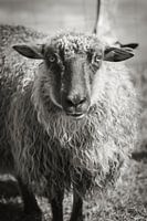 Portrait of a sheep on Sylt