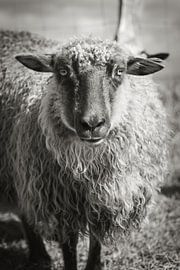 Portrait of a sheep on Sylt by Max Huppertz
