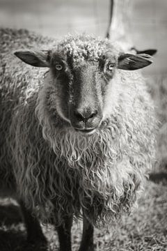 Porträt eines Schafes auf Sylt von Max Huppertz