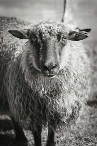 Portrait d'un mouton sur Sylt