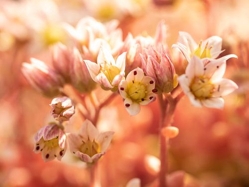 Sedum Album Serie 3/3