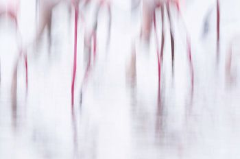 Flamingo abstract