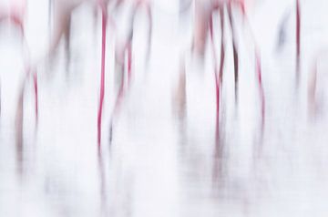 Flamingo abstract by Hans Debruyne