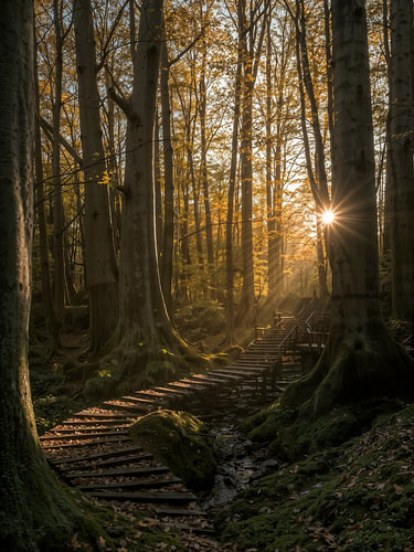 Golden Enchanted Forest in Autumn – Fantasy Poster