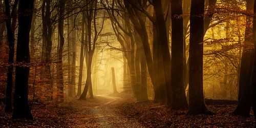 On a misty autumn morning