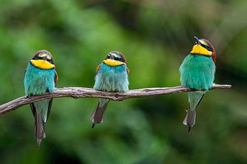 trio of bee-eaters