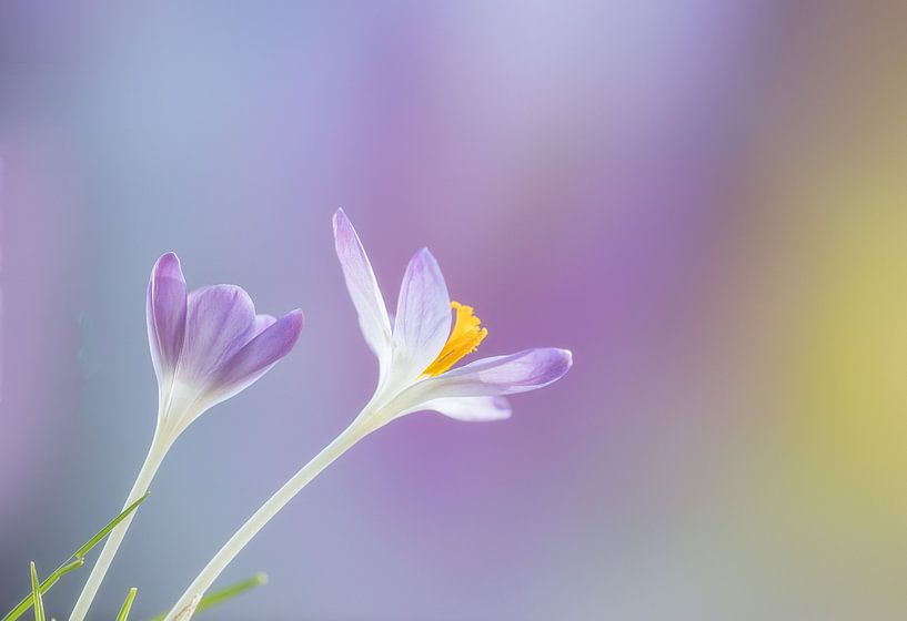 Two purple crocuses. by natascha verbij