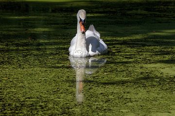 De witte zwaan