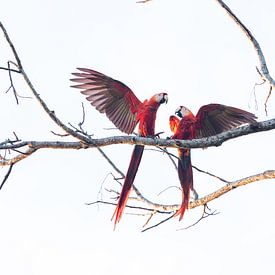 De magnifiques oiseaux aux couleurs vives : des aras rouge vif à la lisière du parc national du Corcovado sur Jiri Viehmann