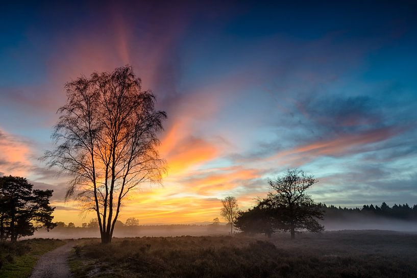 Coucher du soleil coloré d'hiver au-dessus des plaines en nature par Sjoerd van der Wal Photographie