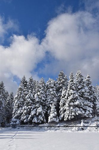 Een besneeuwd bos na de storm
