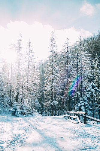 Blue Winter Forest