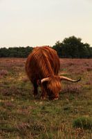 Scottish Highlander on the Hilversum heath