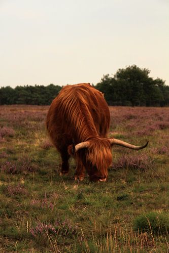 Schottischer Highlander in der Hilversumer Heide