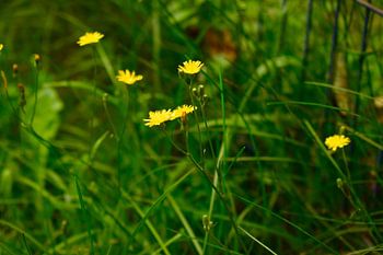 Yellow flowers
