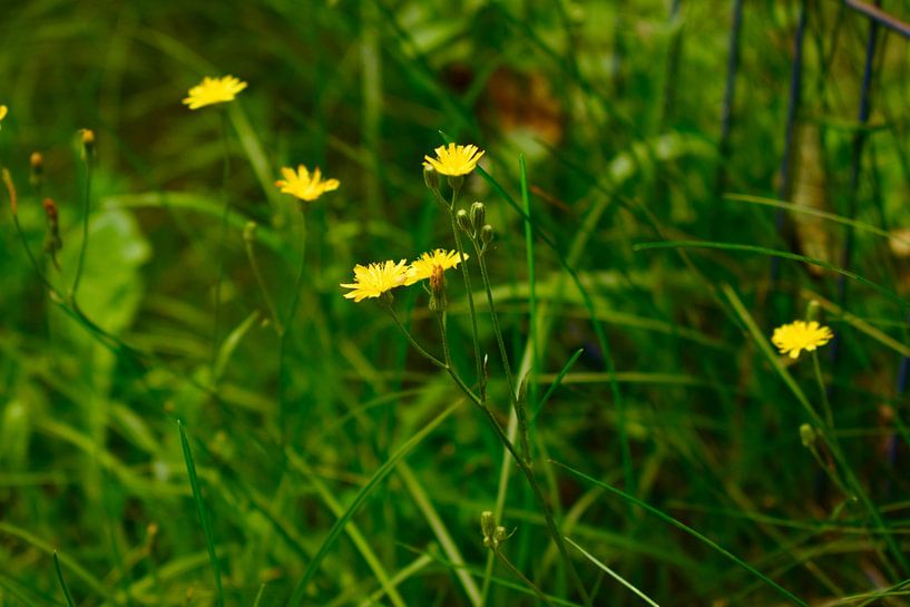 Yellow flowers by Mina Nakamura