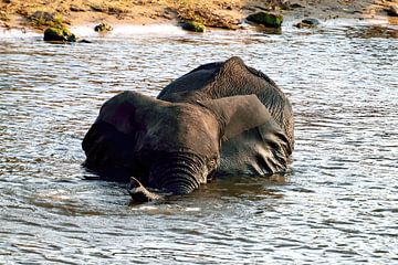 Elephant takes a bath in the Chobe in Botswana by Merijn Loch