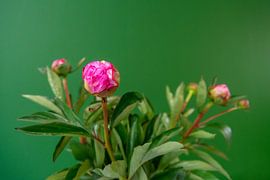 Opening by Studio Bosgra