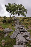 bomen in the Moor