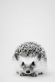 Hedgehog