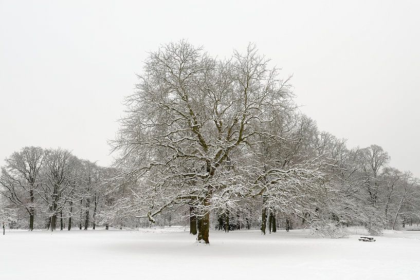 Snowy winter landscape by Merijn van der Vliet