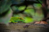Gecko de Madagascar