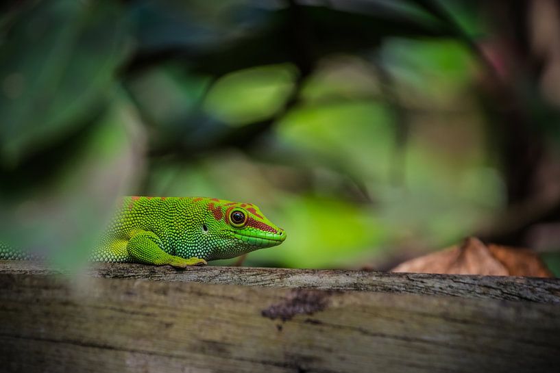 Gecko de Madagascar par Sylvia Schuur