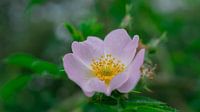 Roze bloem