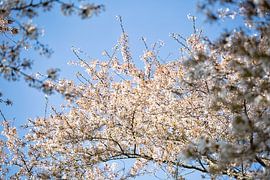 Des fleurs blanches et un ciel bleu clair